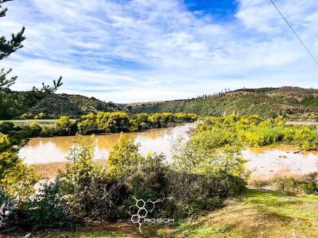 Pichilemu, El quillay