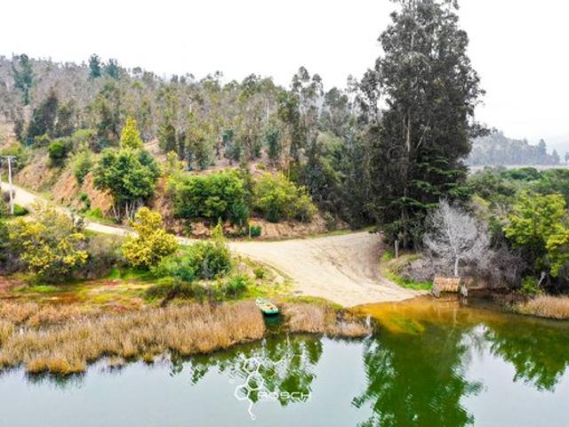 Pichilemu, El quillay