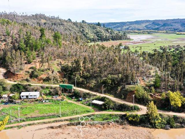 Pichilemu, El quillay