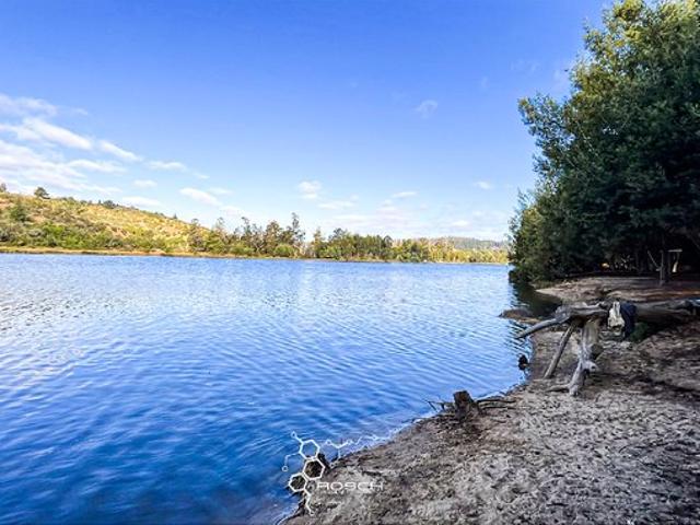 Pichilemu, El quillay