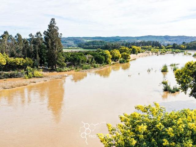 Pichilemu, El quillay