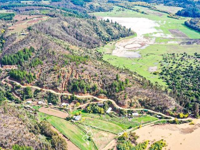 Pichilemu, El quillay