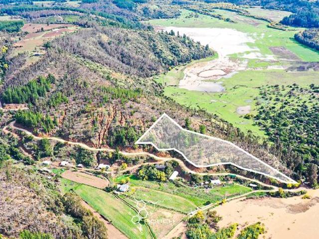 Pichilemu, El quillay