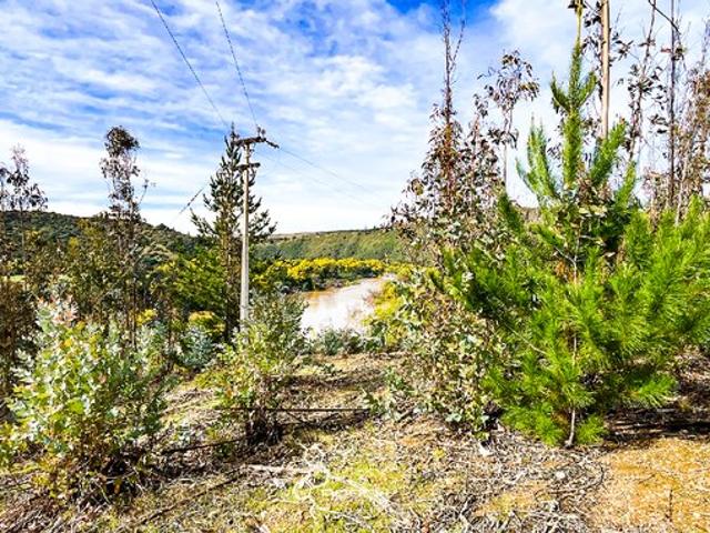 Pichilemu, El quillay