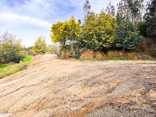 Pichilemu, El quillay