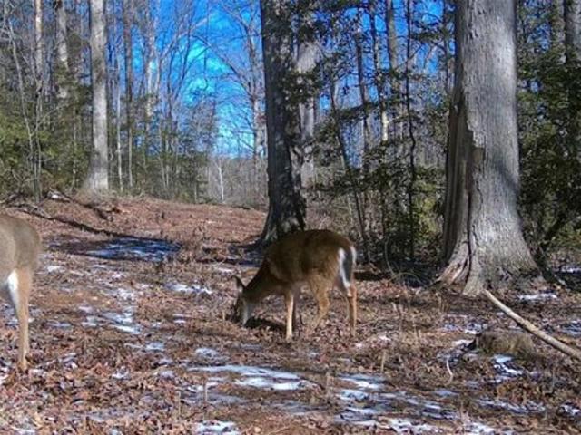 Farm for sale in Pendleton, South Carolina