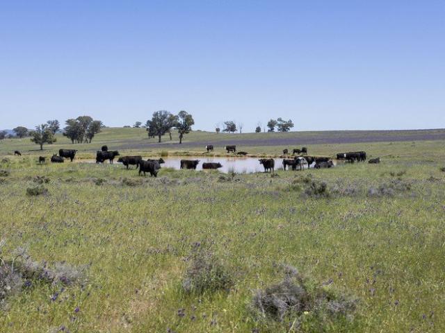 Cottage for sale in Gooloogong, Cabonne Council