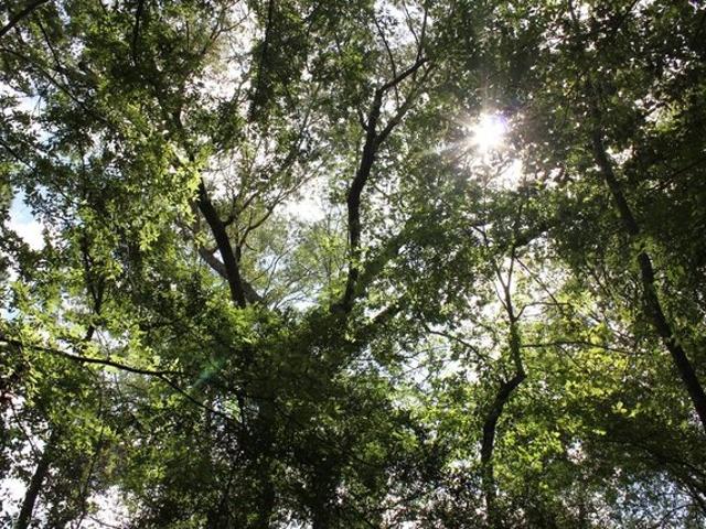 Land for sale in Polk, Texas