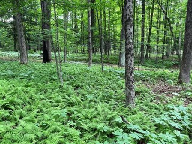 Land for sale in Stanwood, Michigan