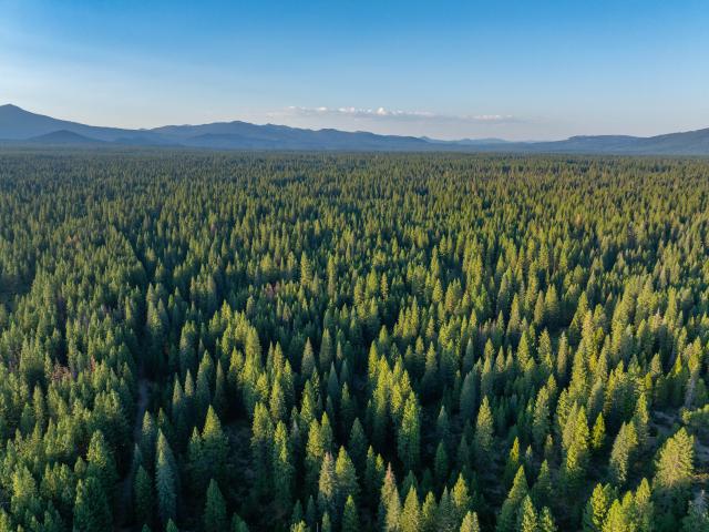Land for sale in Mccloud, California