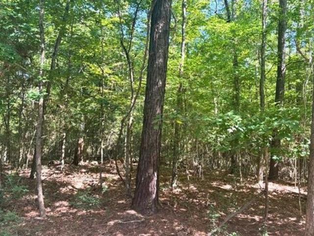 Land for sale in Broaddus, Texas
