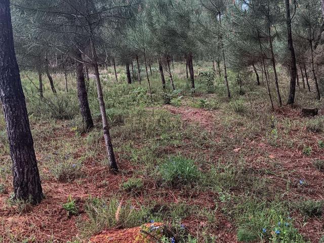 Terreno venda em Lages de Ranhados, Viseu