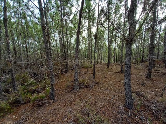 Terreno venda em Castelo Branco