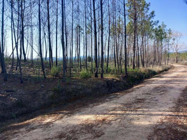 Terreno venda em Castelo Branco
