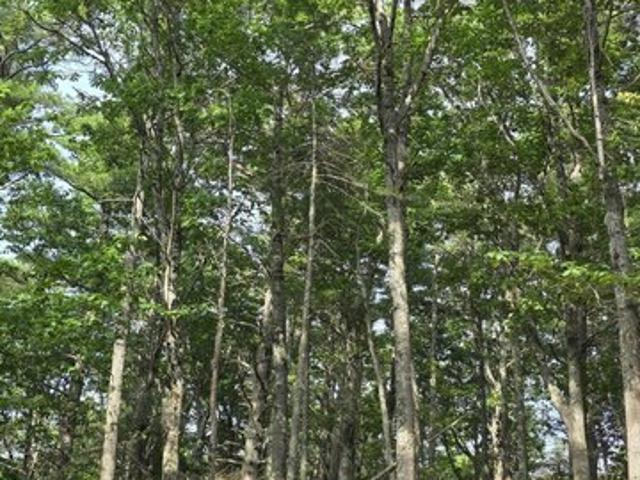 Land for sale in Waldo, Maine