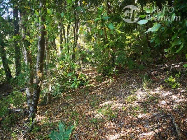 Pinto, A 800 metros camino principal