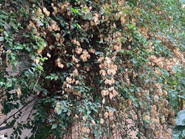 Apartamento en alquiler en Can Nadal, Baix Llobregat