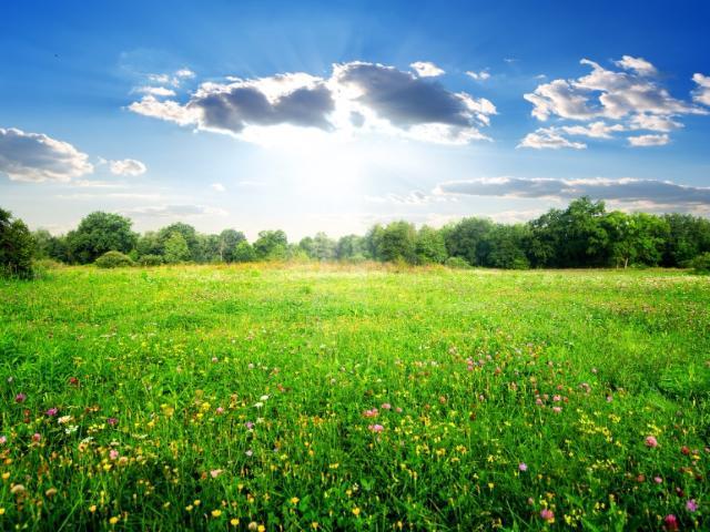 Terrain vente à Pissos, Landes