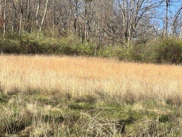 Land for sale in Belington, West Virginia