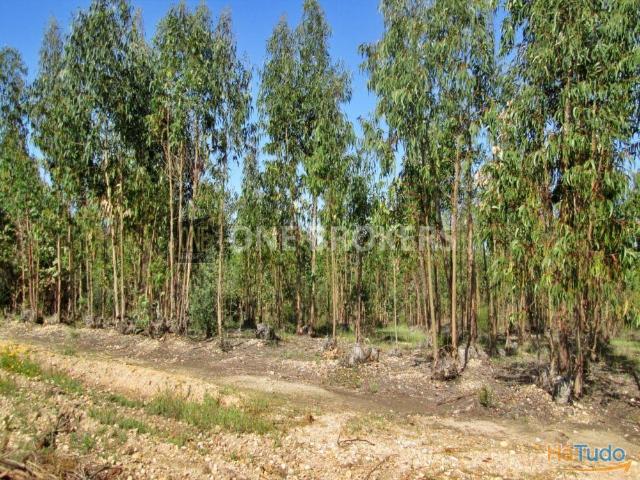 Terreno venda em Salvaterra De Magos, Santarém
