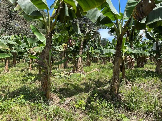 Terreno venta en Cuango, Colón