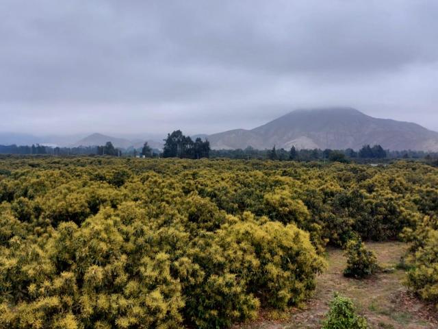 Terreno venta en Huaura, Lima Metropolitana