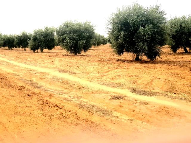 Terrain vente à Sidi Bouzid, Sidi Bouzid Ouest