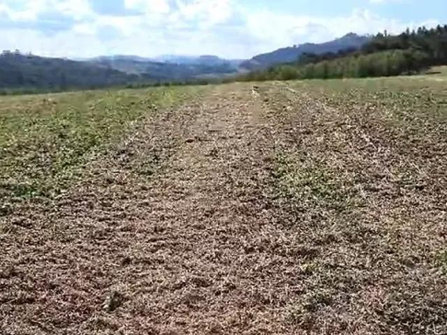 Fazenda venda em Região Geográfica Imediata de Telêmaco Borba, Curiuva