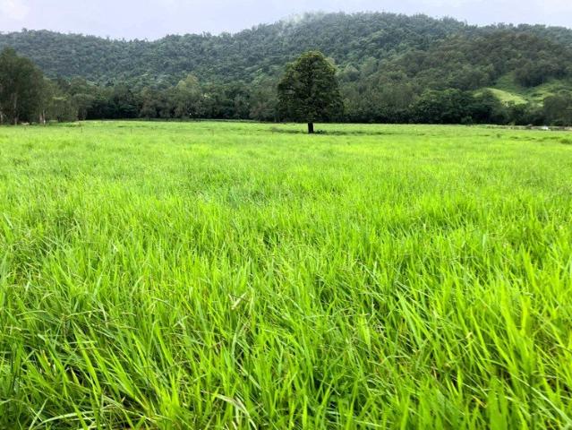 Cottage for sale in Finch Hatton, Queensland