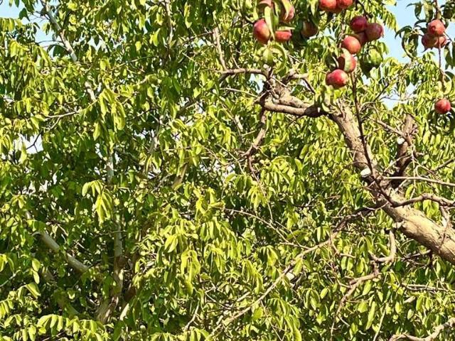 Plazuela de Polpaico