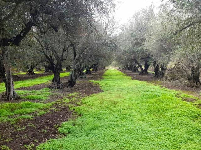 Plazuela de Polpaico