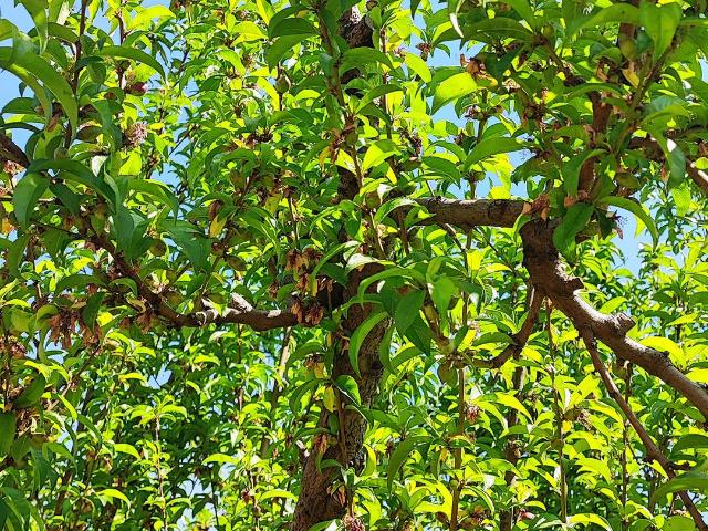 Plazuela de Polpaico