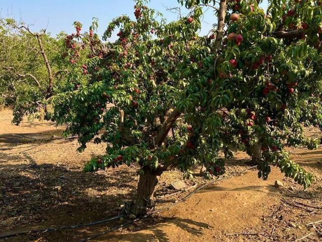 Plazuela de Polpaico