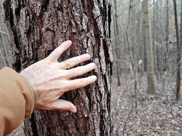 Land for sale in Hackleburg, Alabama