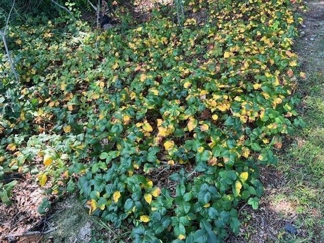 Land for sale in Greenville, Hillsborough County