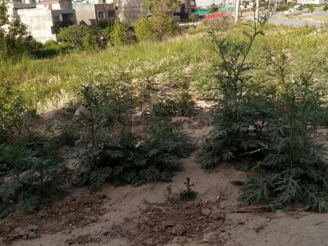 Land for sale in Islamabad