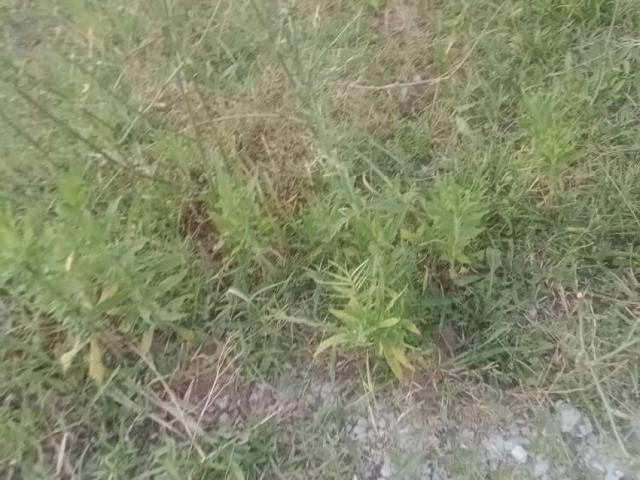 Land for sale in علی پور, زون ۴