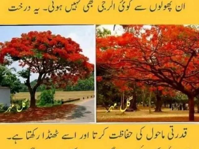 Land for sale in North Waziristan, Federally Administered Tribal Areas fata