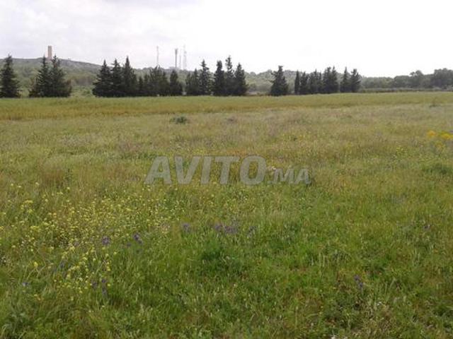 Propriété vente à Mellal