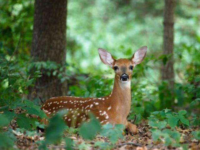 Land for sale in Bushkill Land for sale in Bushkill