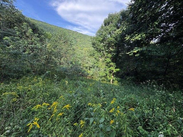 Land for sale in Independence, Grayson County