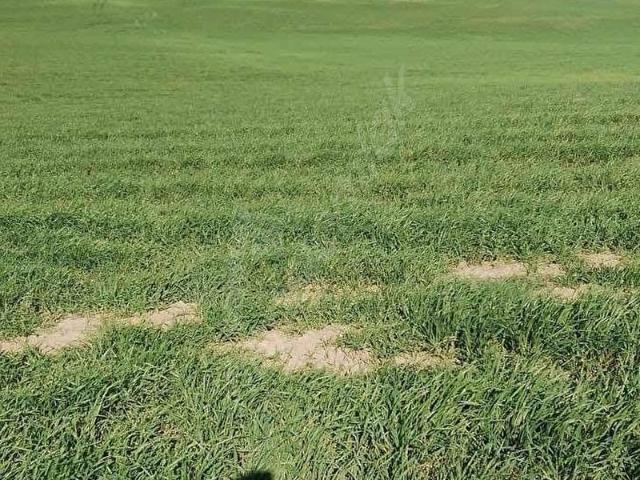 Polatli, Ankara içerisinde satılık Arsa