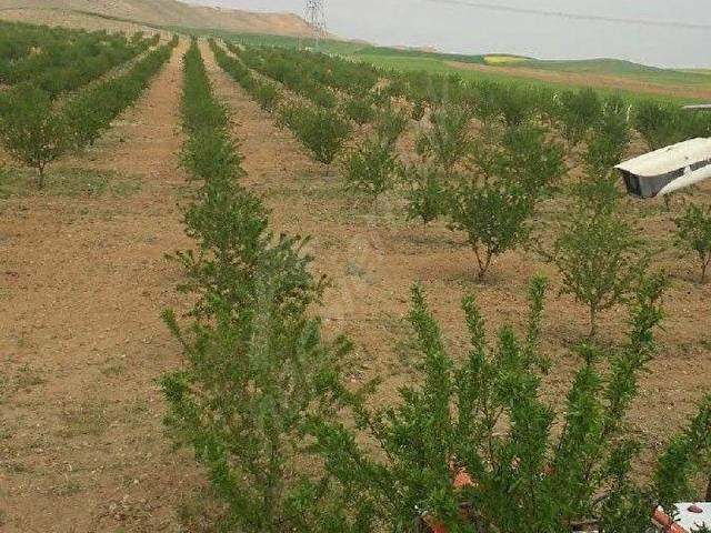 Polatli, Ankara içerisinde satılık mülk