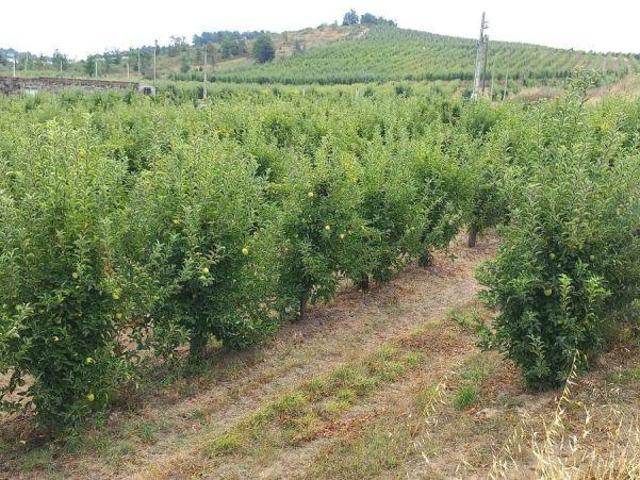 Terreno venda em Carrazeda De Ansiães, Bragança
