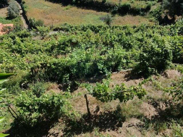 Terreno venda em Grovelas São João Evangelista, Viana Do Castelo