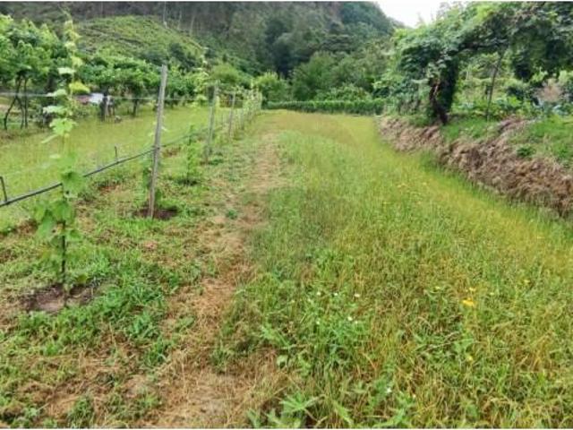 Terreno venda em Grovelas São João Evangelista, Viana Do Castelo