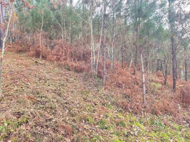 Terreno venda em Grovelas São João Evangelista, Viana Do Castelo