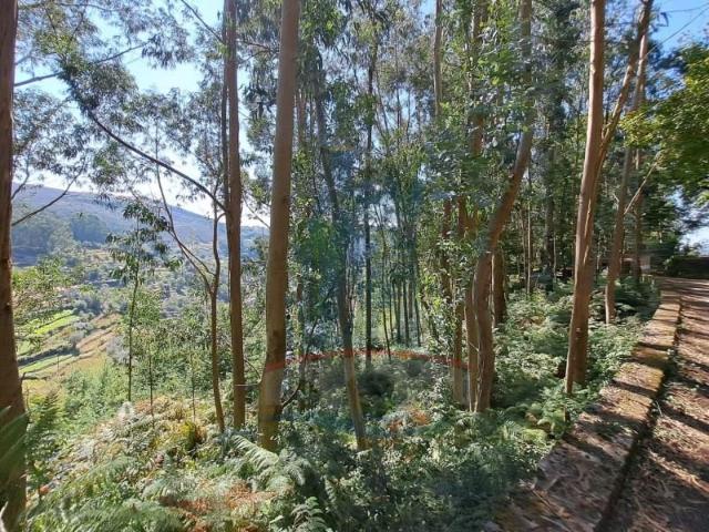 Terreno venda em Arca e Ponte de Lima, Boalhosa