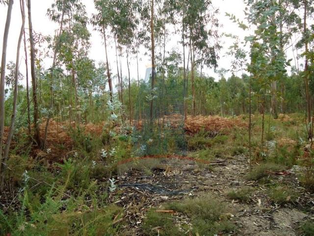 Terreno venda em Arca e Ponte de Lima, Boalhosa