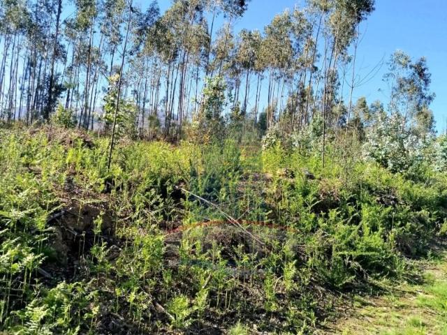 Terreno venda em Arca e Ponte de Lima, Boalhosa